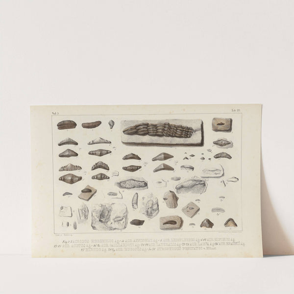 Recherches sur les poissons fossiles Pl.299 by Louis Agassiz