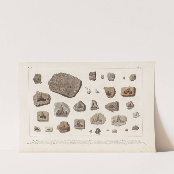 Recherches sur les poissons fossiles Pl.301 by Louis Agassiz