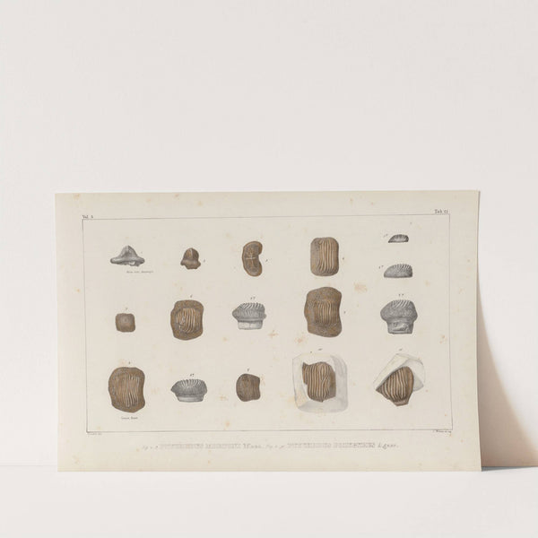 Recherches sur les poissons fossiles Pl.304 by Louis Agassiz