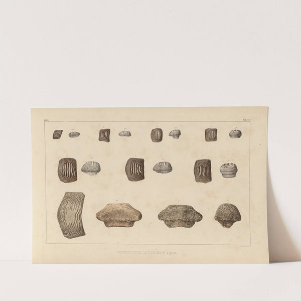 Recherches sur les poissons fossiles Pl.305 by Louis Agassiz