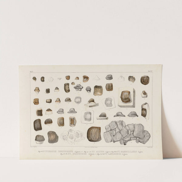 Recherches sur les poissons fossiles Pl.306 by Louis Agassiz