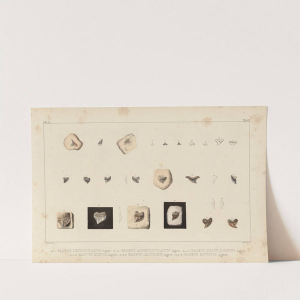 Recherches sur les poissons fossiles Pl.307 by Louis Agassiz