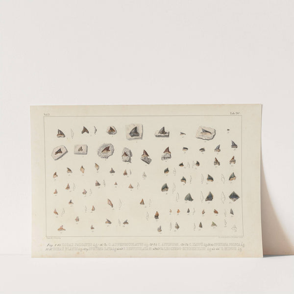 Recherches sur les poissons fossiles Pl.308 by Louis Agassiz