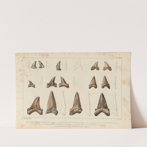 Recherches sur les poissons fossiles Pl.310 (1833-1843) by Louis Agassiz