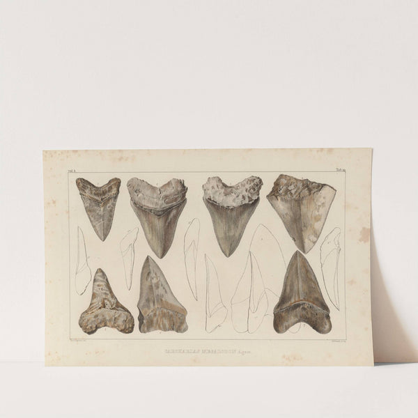 Recherches sur les poissons fossiles Pl.311 (1833-1843) by Louis Agassiz