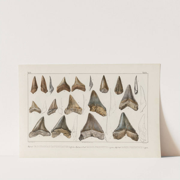 Recherches sur les poissons fossiles Pl.312 (1833-1843) by Louis Agassiz