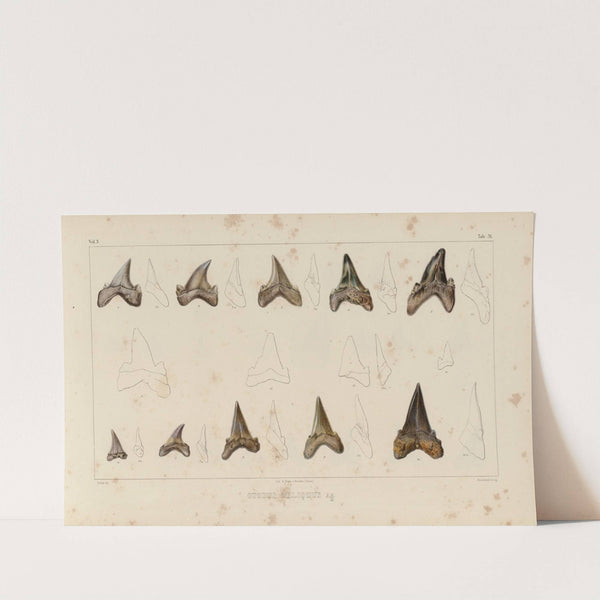 Recherches sur les poissons fossiles Pl.314 (1833-1843) by Louis Agassiz