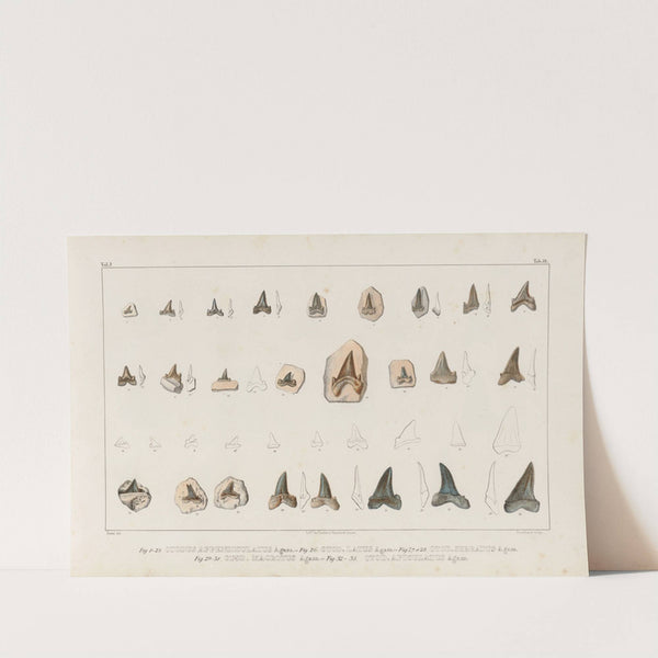 Recherches sur les poissons fossiles Pl.315 (1833-1843) by Louis Agassiz