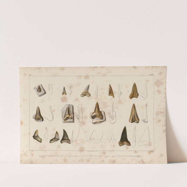 Recherches sur les poissons fossiles Pl.316 (1833-1843) by Louis Agassiz