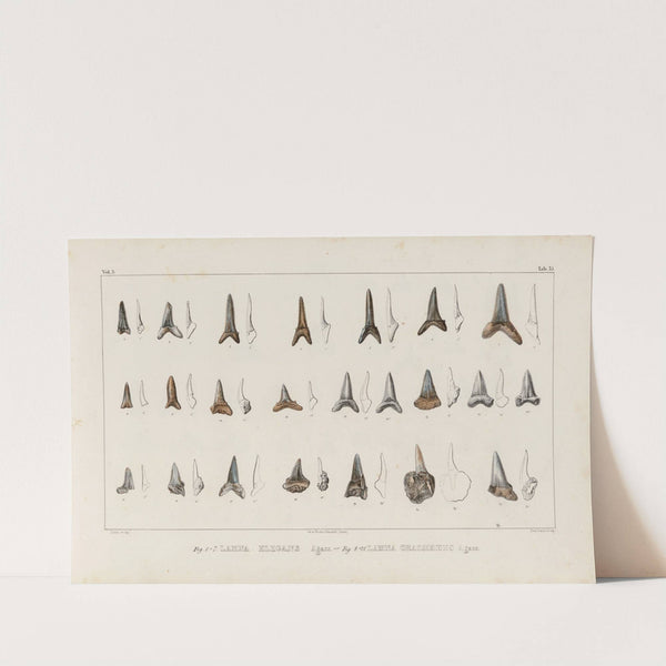 Recherches sur les poissons fossiles Pl.318 (1833-1843) by Louis Agassiz