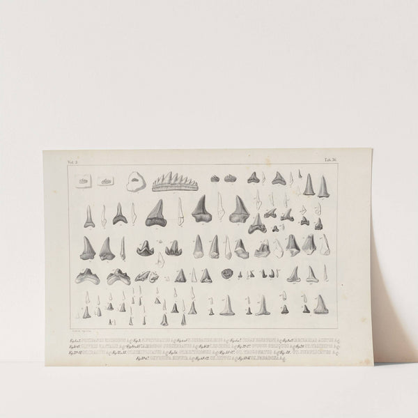 Recherches sur les poissons fossiles Pl.319 (1833-1843) by Louis Agassiz