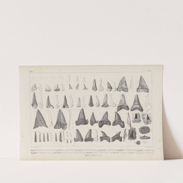 Recherches sur les poissons fossiles Pl.320 (1833-1843) by Louis Agassiz