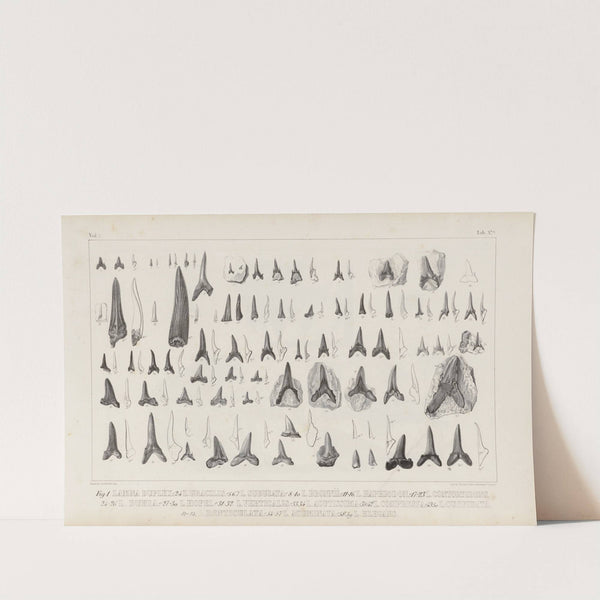 Recherches sur les poissons fossiles Pl.321 (1833-1843) by Louis Agassiz