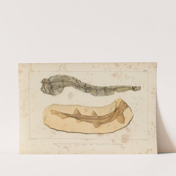 Recherches sur les poissons fossiles Pl.323 (1833-1843) by Louis Agassiz