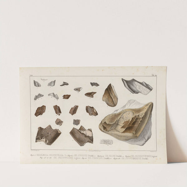 Recherches sur les poissons fossiles Pl.324 (1833-1843) by Louis Agassiz