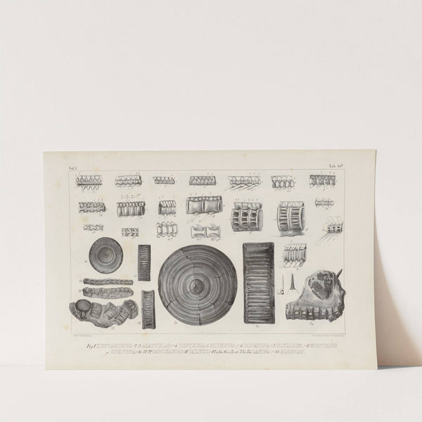 Recherches sur les poissons fossiles Pl.326 (1833-1843) by Louis Agassiz