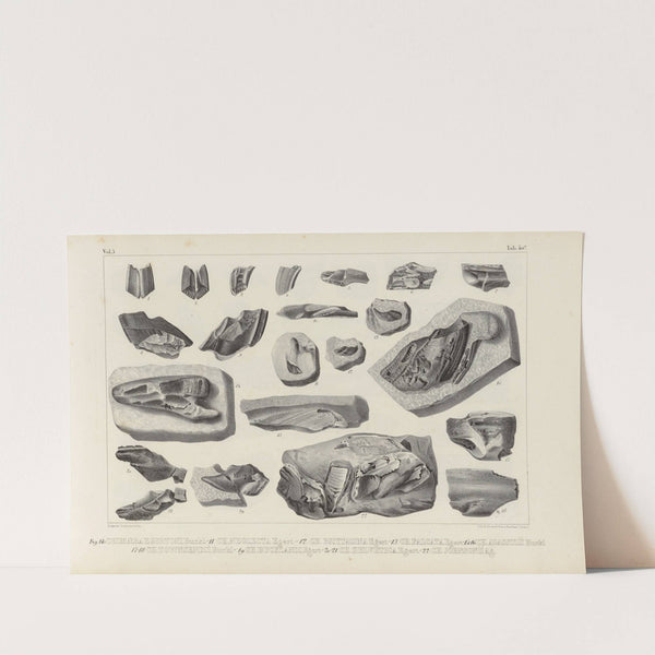 Recherches sur les poissons fossiles Pl.327 (1833-1843) by Louis Agassiz