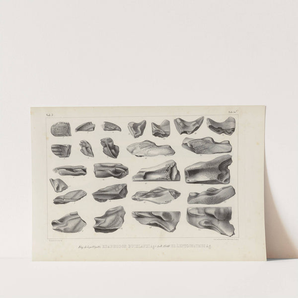 Recherches sur les poissons fossiles Pl.328 by Louis Agassiz