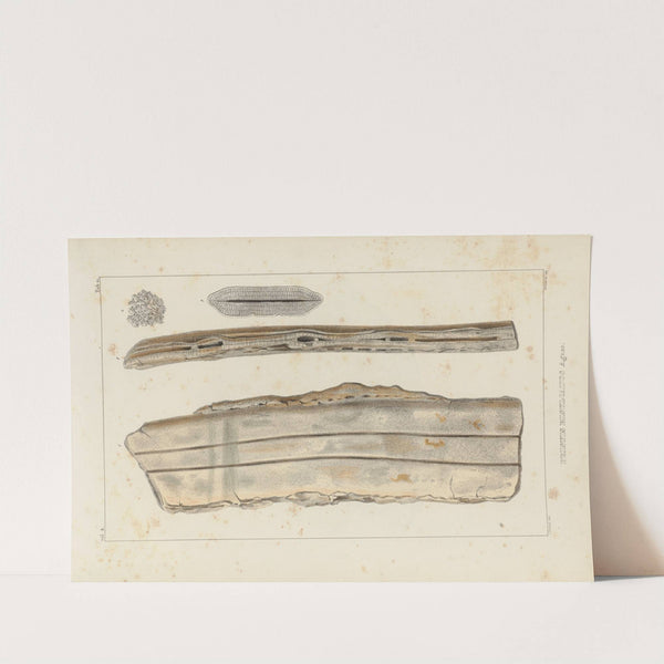 Recherches sur les poissons fossiles Pl.329 by Louis Agassiz