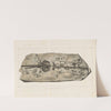 Recherches sur les poissons fossiles Pl.330 by Louis Agassiz