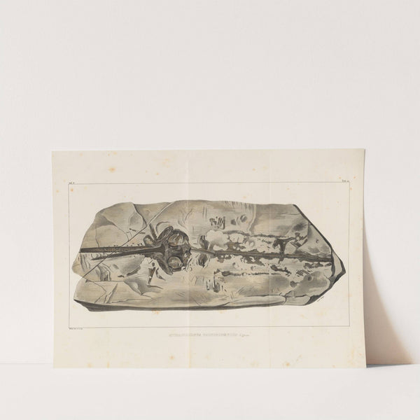Recherches sur les poissons fossiles Pl.330 by Louis Agassiz