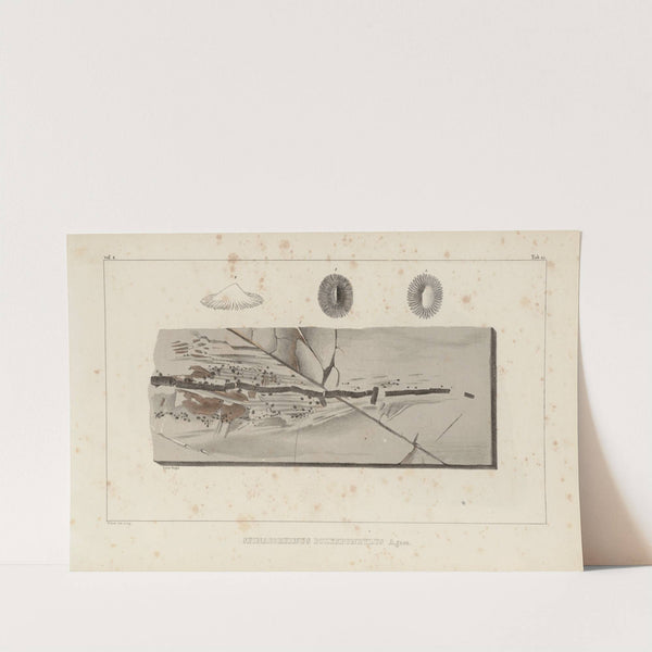 Recherches sur les poissons fossiles Pl.331 by Louis Agassiz