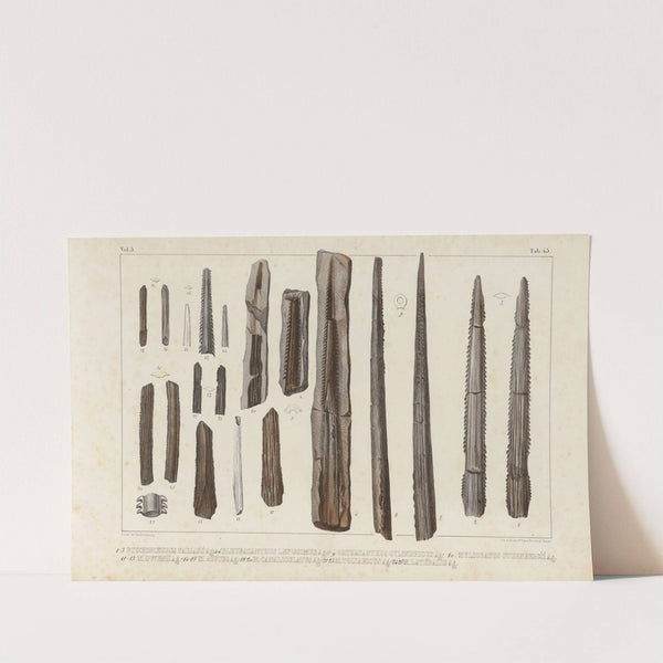 Recherches sur les poissons fossiles Pl.333 by Louis Agassiz