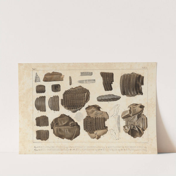 Recherches sur les poissons fossiles Pl.335 by Louis Agassiz