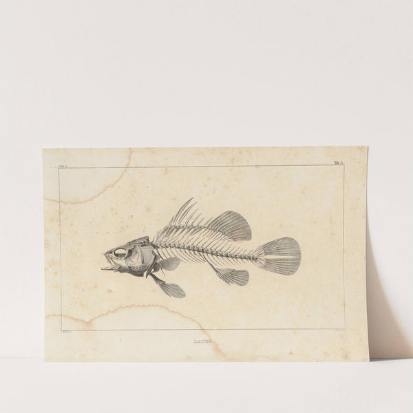 Recherches sur les poissons fossiles Pl.336 by Louis Agassiz