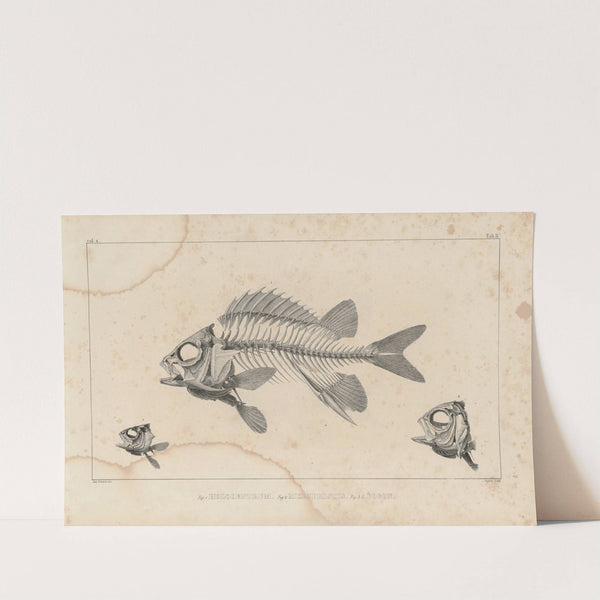 Recherches sur les poissons fossiles Pl.337 by Louis Agassiz