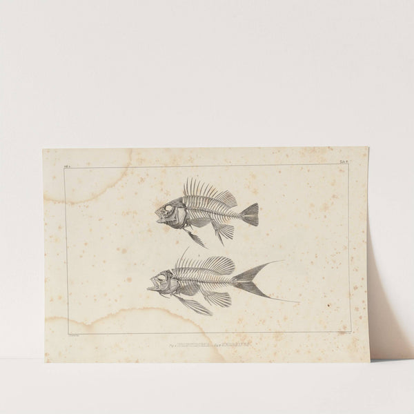 Recherches sur les poissons fossiles Pl.338 by Louis Agassiz