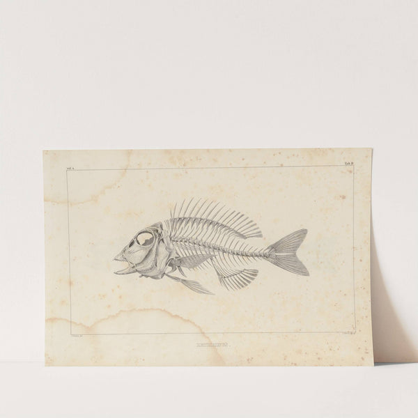 Recherches sur les poissons fossiles Pl.339 by Louis Agassiz