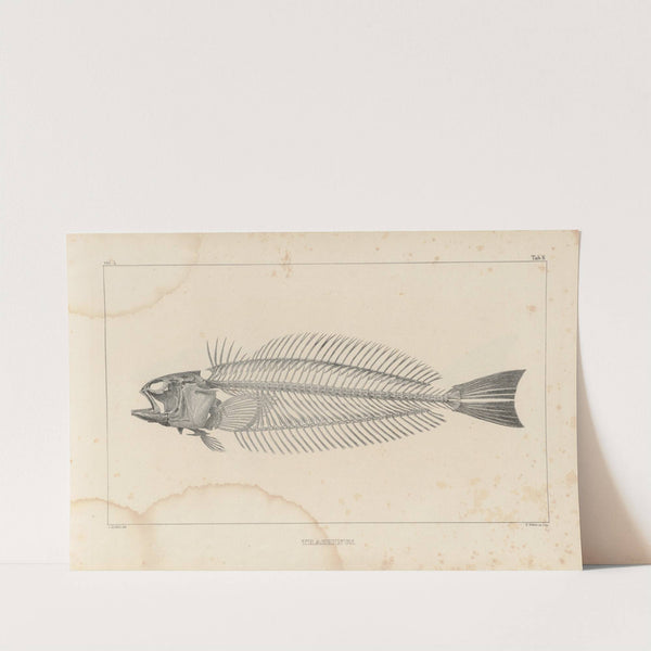 Recherches sur les poissons fossiles Pl.340 by Louis Agassiz