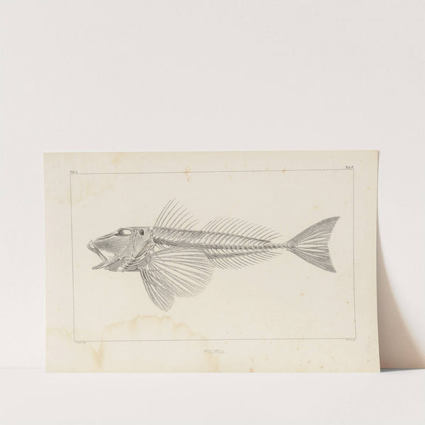 Recherches sur les poissons fossiles Pl.341 by Louis Agassiz