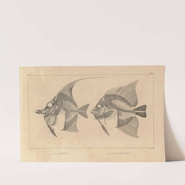 Recherches sur les poissons fossiles Pl.342 by Louis Agassiz
