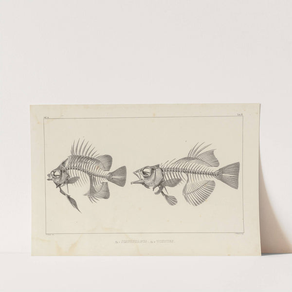 Recherches sur les poissons fossiles Pl.343 by Louis Agassiz