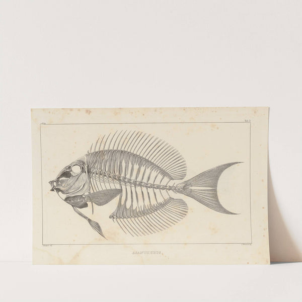 Recherches sur les poissons fossiles Pl.344 by Louis Agassiz