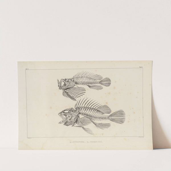 Recherches sur les poissons fossiles Pl.346 by Louis Agassiz
