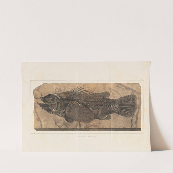 Recherches sur les poissons fossiles Pl.348 by Louis Agassiz