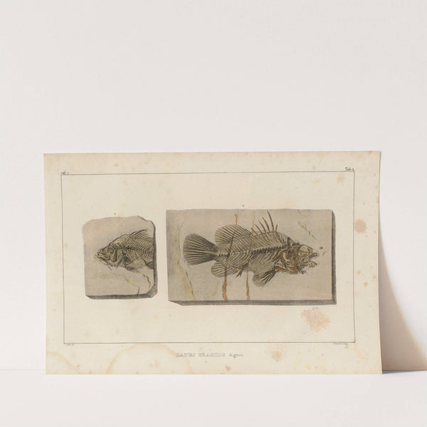 Recherches sur les poissons fossiles Pl.349 by Louis Agassiz