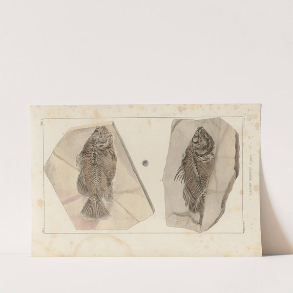 Recherches sur les poissons fossiles Pl.350 by Louis Agassiz