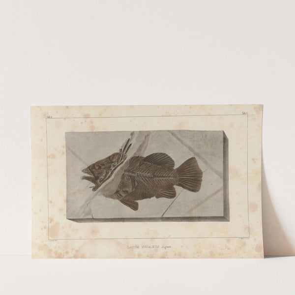 Recherches sur les poissons fossiles Pl.351 by Louis Agassiz