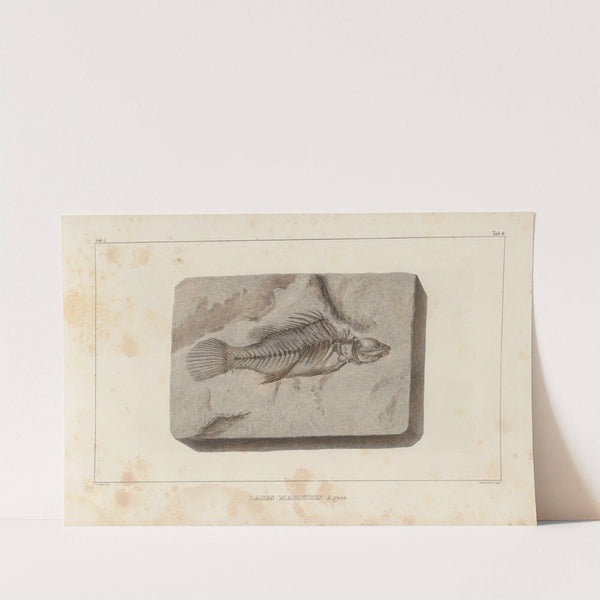 Recherches sur les poissons fossiles Pl.352 by Louis Agassiz