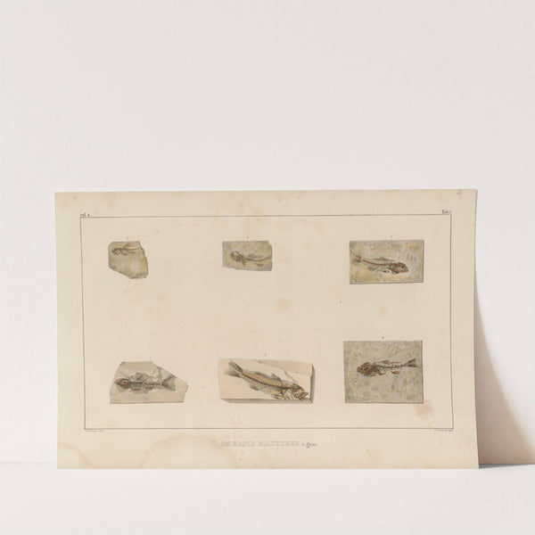 Recherches sur les poissons fossiles Pl.353 by Louis Agassiz