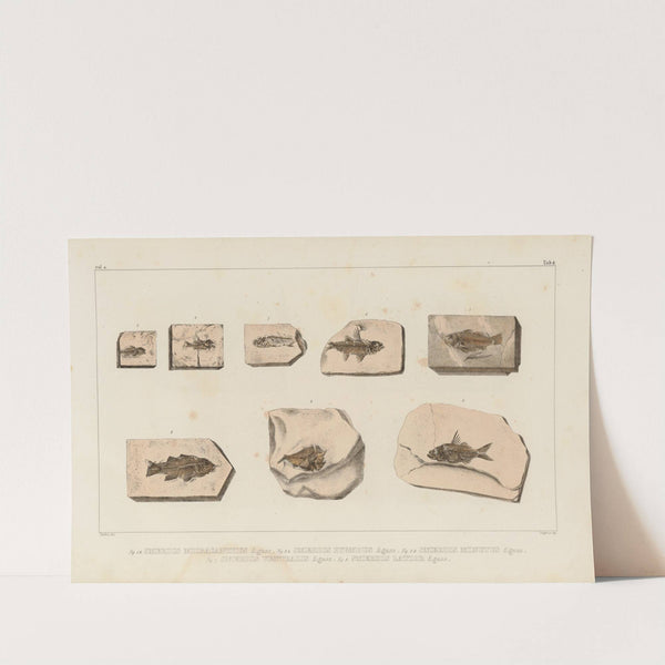 Recherches sur les poissons fossiles Pl.354 by Louis Agassiz