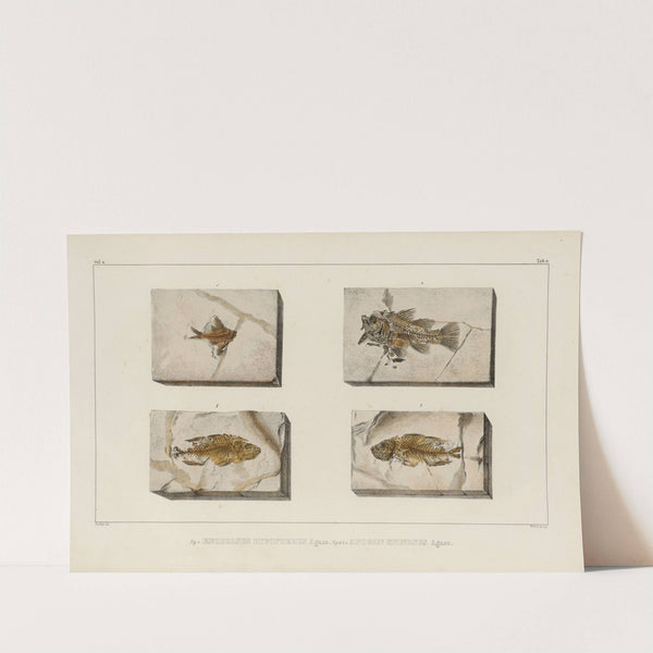 Recherches sur les poissons fossiles Pl.355 by Louis Agassiz