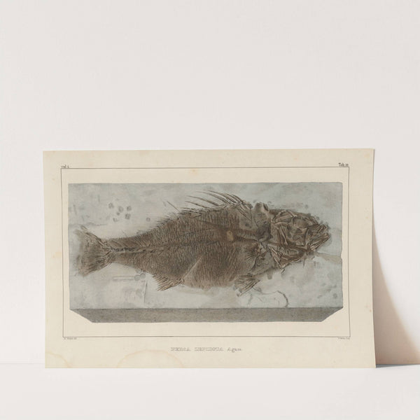 Recherches sur les poissons fossiles Pl.356 by Louis Agassiz