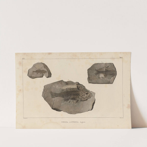 Recherches sur les poissons fossiles Pl.357 by Louis Agassiz