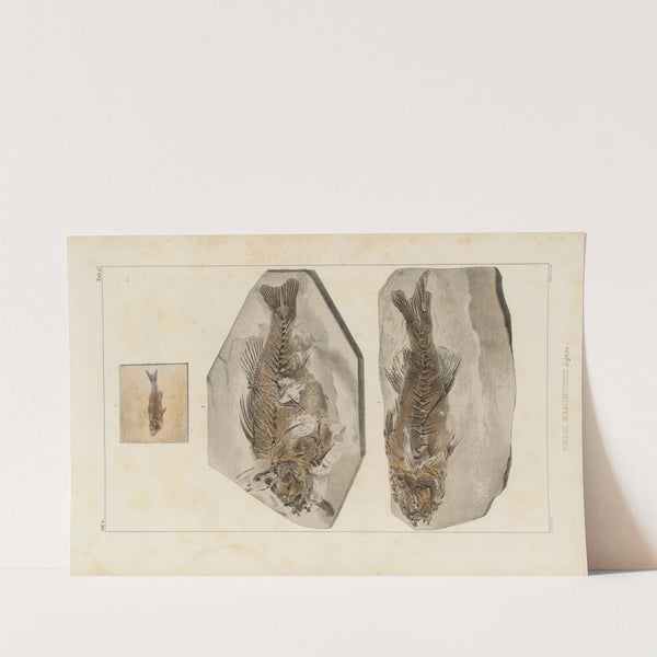 Recherches sur les poissons fossiles Pl.358 by Louis Agassiz