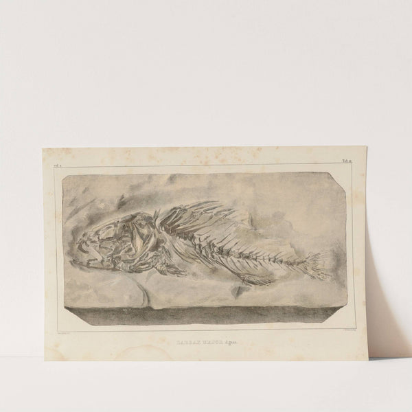 Recherches sur les poissons fossiles Pl.359 by Louis Agassiz